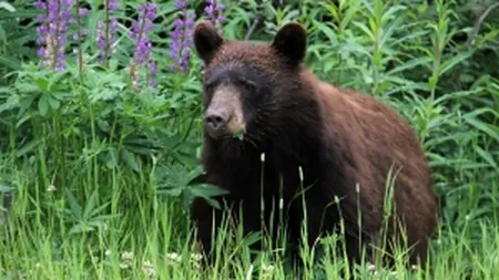 Prima autostrada ecologica din Romania: Cum faci ursul sa intre in tunel
