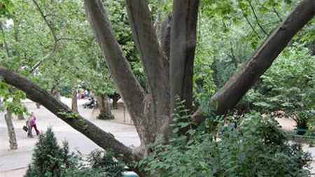 O lege care ar putea sa transforme parcurile in mall-uri si blocuri