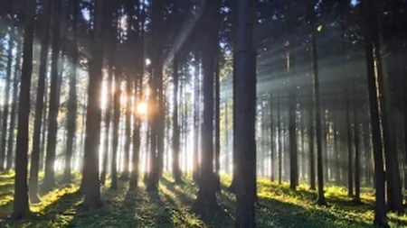 Google a lansat un observator mondial al despaduririlor