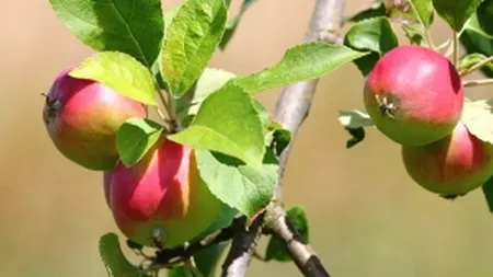 Pomicultura are prevazute 260 de milioane de euro in noul PNDR