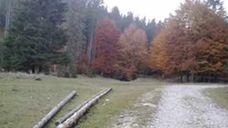 Guvernul promite ca va regenera 30.000 de hectare de paduri in 2014