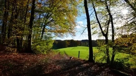 Doina Pana: Implementarea unui sistem de supraveghere a traseului lemului ar putea reduce hotia cu 70%