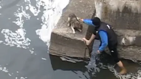 Un caine din Romania a ajuns vedeta in SUA (Video)