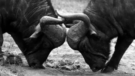 Cea mai mare ferma de bizoni din Europa, inaugurata in Cluj