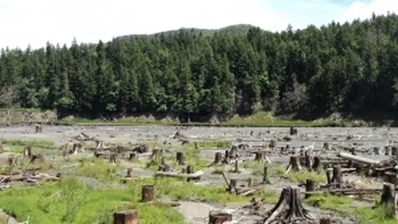 Jumatate din padurile romanesti sunt corect gospodarite. Ce avantaje are certificarea lemnului