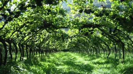 Drumurile vinului vechi de sute de ani: 3 podgorii istorice din Romania si povestile lor