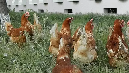 Agricola vrea sa creeze oua cu luteina si antioxidanti, un proiect de 1,4 mil. euro