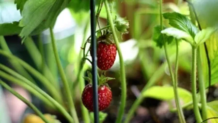 Si-a vandut locuinta si acum are una din cele mai mari pepiniere de capsuni, coacaz si zmeur din tara