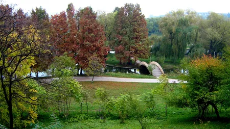 Zeci de copaci din Parcul Tineretului, pusi la pamant de un dezvoltator imobiliar