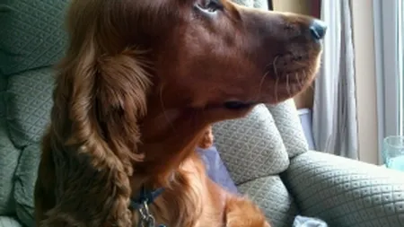 Cati bani mai scot romanii din buzunare pentru animalele de companie