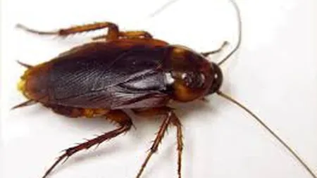 Gandaci si alimente expirate gasite in bucataria unui hotel din centrul Brasovului