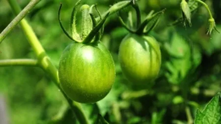 Gradina de legume pe bulevard, in semn de protest fata de un santier din Bucuresti