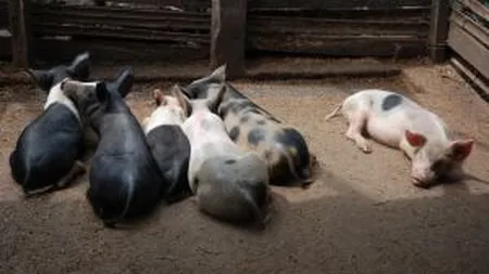 Cum pot ajunge banii din vanzarea porcilor romanesti in conturile Chinei