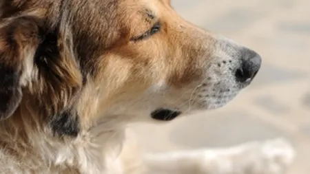 Cainii fara stapan nu mai pot fi eutanasiati