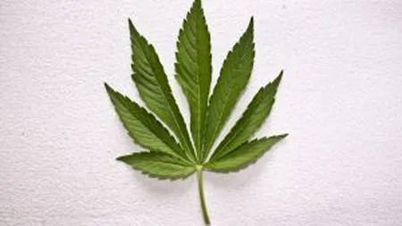 Monsanto vrea sa modifice genetic si marijuana: 40% din cantitatea globala va trece prin mainile noastre