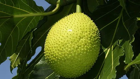 Fructul care poate pune capat crizei globale de alimente