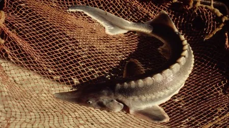 Singura ferma piscicola cu sturioni din zona montana, amenajata la poalele Muntilor Fagaras