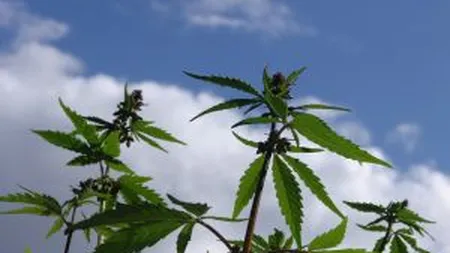 Pe ce loc se afla Romania in lume la consumul de marijuana