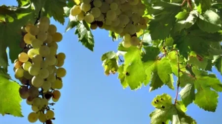 Recolta de struguri s-a injumatatit anul acesta