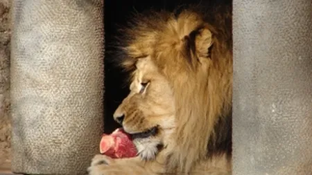 Embargoul impus de Rusia produselor din UE provoaca victime la gradina zoologica din Moscova