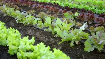 Gradina bio din curtea scolii. Un liceu din Craiova a introdus in meniul elevilor mancare sanatoasa