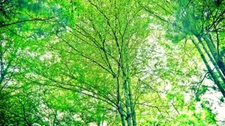 Bucurestenii din Sectorul 6 au transformat trotuarele in parc, in asteptarea noului Moghioros