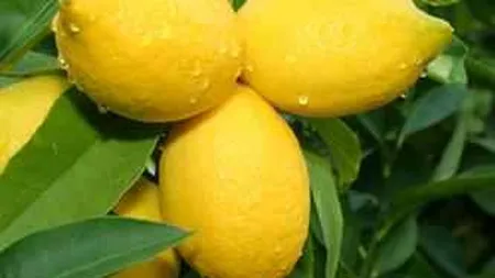 Lamaile au devenit un lux: sunt mai scumpe decat carnea!