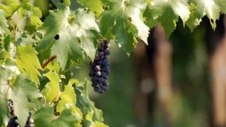 Vitis Metamorfosis a inaugurat prima crama proprie, dupa investitii de 2,85 mil. euro