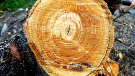 Ce nereguli a gasit AmCham in noul Cod Silvic