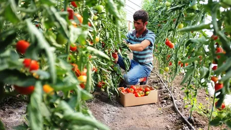 Cora vinde legume de la o fundatie patronata de Printul Charles si Nicole Kidman