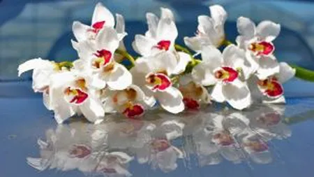 Floria.ro isi extinde businessul cu investitii de peste 200.000 euro