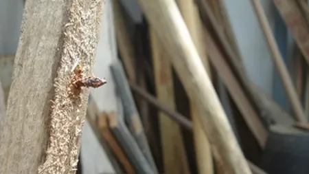 Primul investitor francez din tara noastra: Oricat de bine ai plati un roman, nu poate el sa nu ia un cui