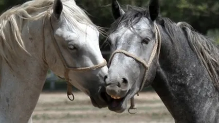 Povestea celei mai vechi herghelii din tara, mostenire de la austrieci