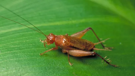 Greieri, lacuste si viermi. Vezi ce tara europeana a inceput sa le comercializeze