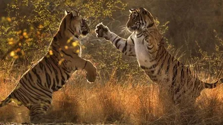 Final de razboi intre RCS&RDS si Discovery la OSIM: Cine e invingatorul?