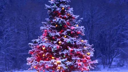 Bradul de Craciun, intre idealism si realitate: Cum se schimba mentalitatile in Romania