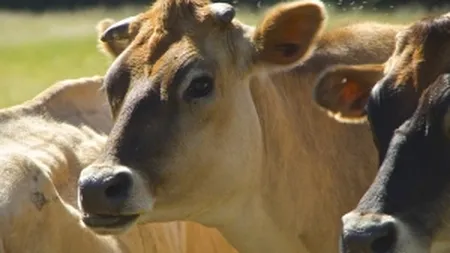 De ce se inchid fabricile de lapte din Romania