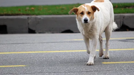 Cati caini fara stapan au fost stransi de pe strazile din Bucuresti