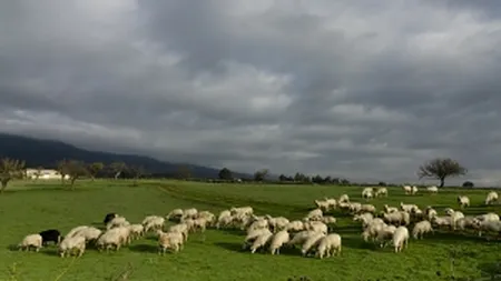 FAO: Febra aftoasa bate la portile Uniunii Europene