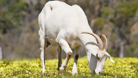 Sprijin financiar de 955 milioane lei pentru crescatorii de bovine, ovine si caprine