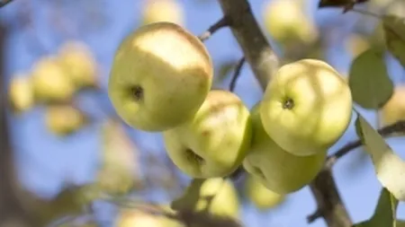 Cum poti castiga zeci de mii de euro pe an din pomicultura