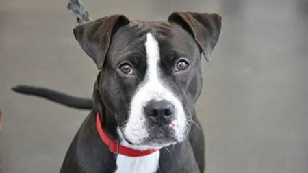 Ai Pit Bull sau Rottweiller? Cat te costa asigurarea pentru caini periculosi