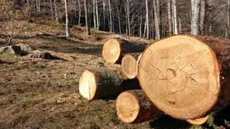 Austriecii de la Holzindustrie Schweighofer, vizitati de Corpul de Control al Ministerului Mediului