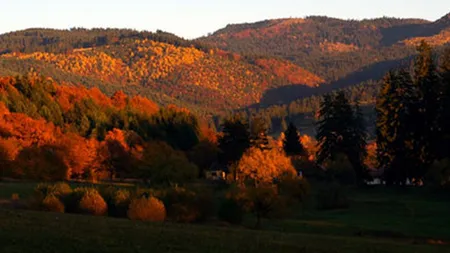 Petitie online Salveaza padurea: ia drujba din mana Holzindustrie Schweighofer!, semnata de peste 6.000 de persoane