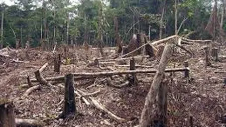 Schweighofer se gandeste sa plece din Romania din cauza noului Cod Silvic