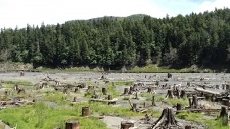 Consilier local din Caras-Severin, ucis dupa ce s-ar fi opus furturilor de lemn