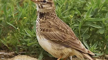 Succes al societatii civile: Legea vanatorii a fost adoptata cu modificarile propuse de ONG-uri