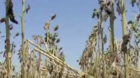 De ce vor agricultorii să-i dea în judecată pe meteorologi