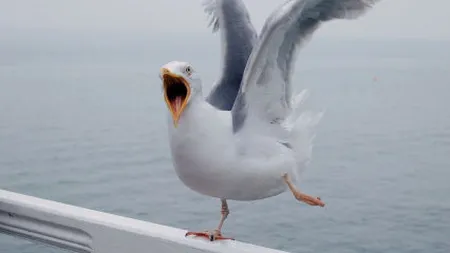 Pescarusi psihopati terorizeaza turistii in sudul Angliei