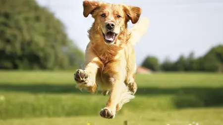 Cât cheltuie românii pe hrana pentru câini